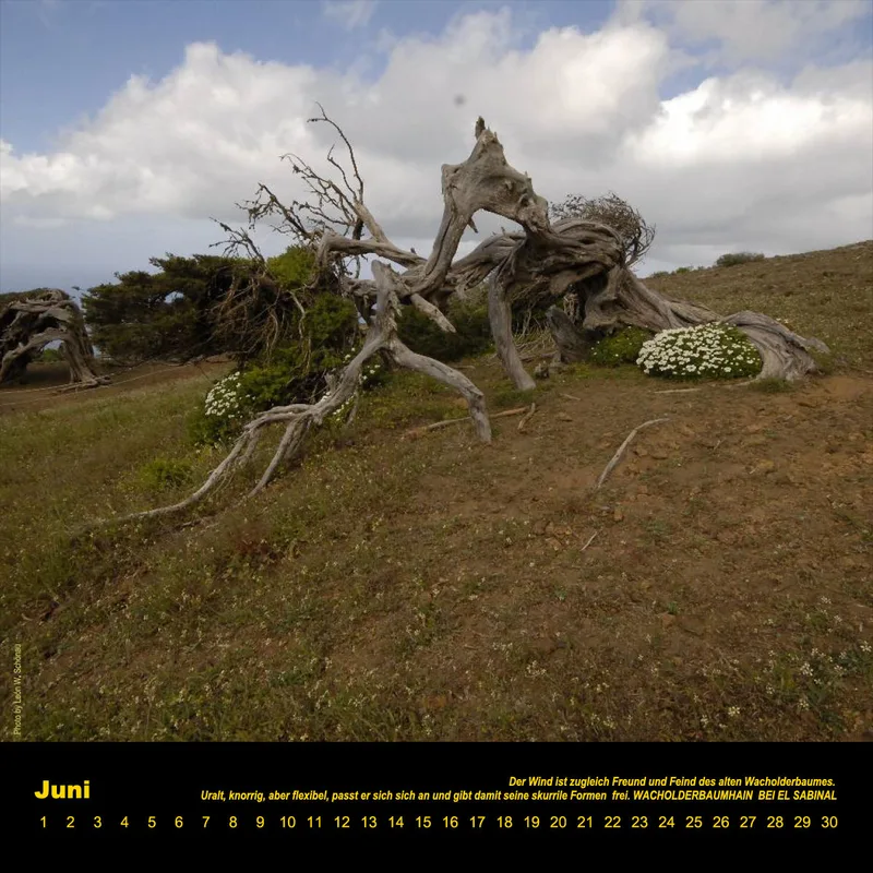 NR.8_D_EL HIERRO_ IMMERWÄHREND_PERMANENTE_EDITIONCANARIAS_KALENDER