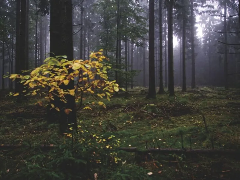 Gelber Baum im Nebligem Wald