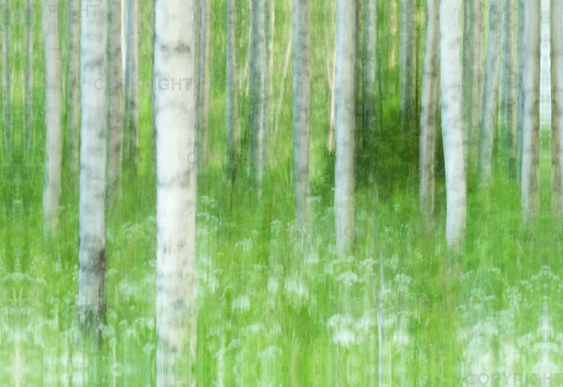 Foto-Leinwand / Birkenwald