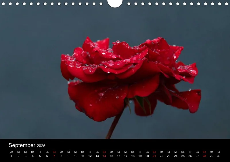 Rosen im Regen - A4 - 2025