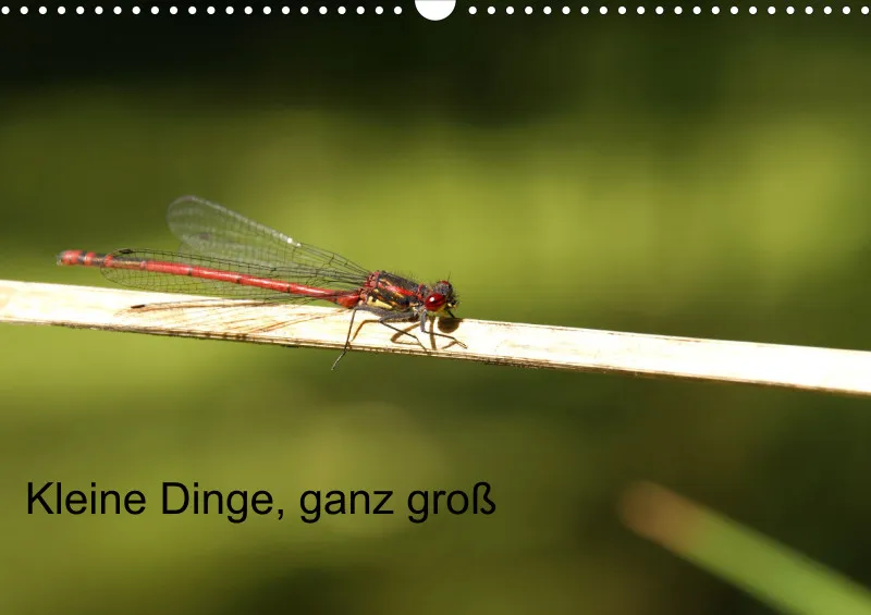 Kleine Dinge - groß - A 3 - 2025