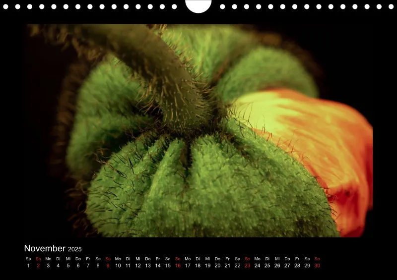 Mohn-(Träume) A 4 - 2025