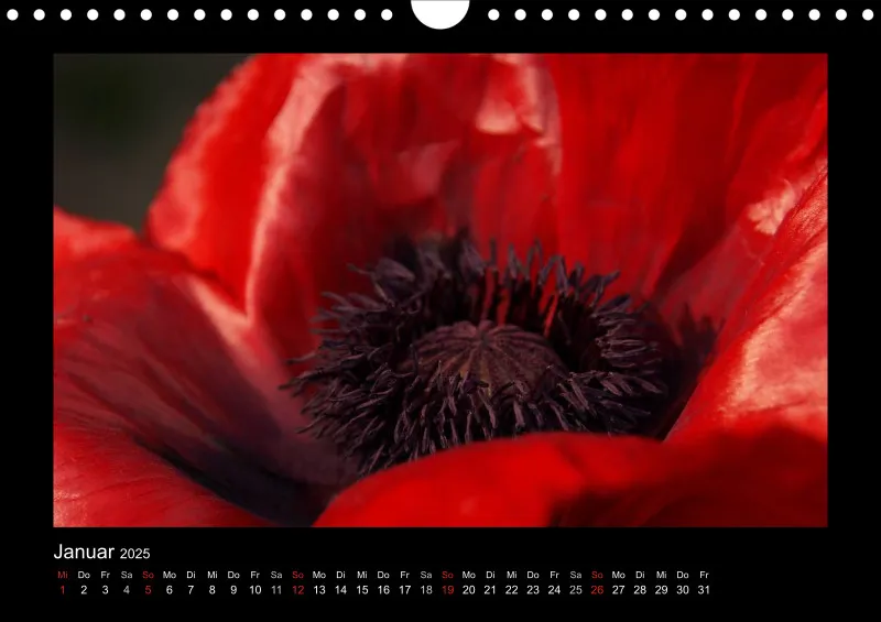 Mohn-(Träume) A 4 - 2025