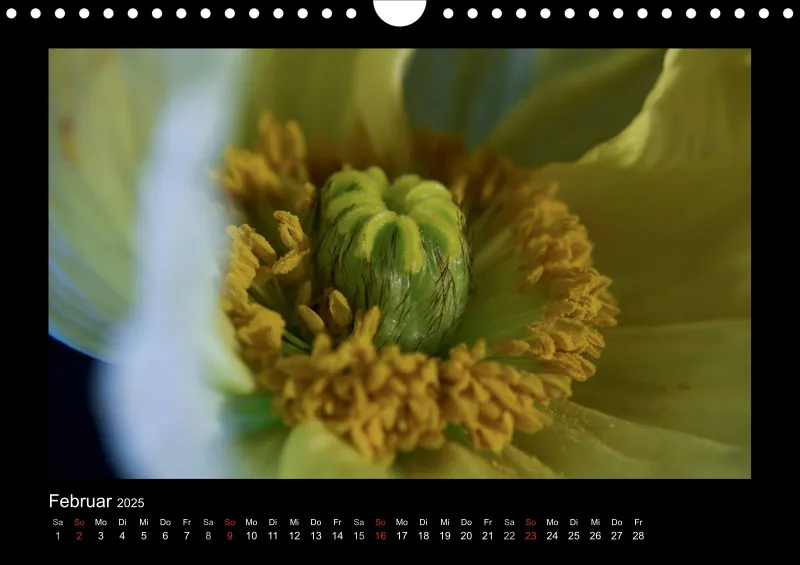 Mohn-(Träume) A 4 - 2025