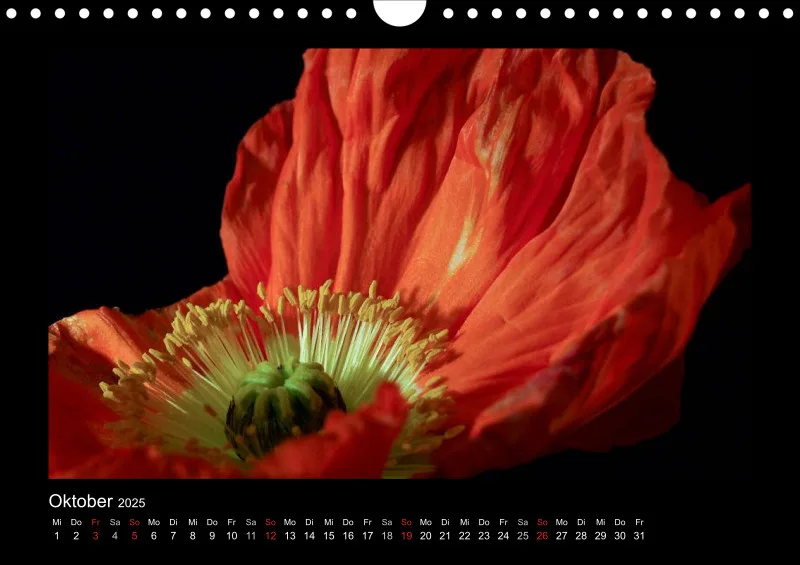 Mohn-(Träume) A 4 - 2025