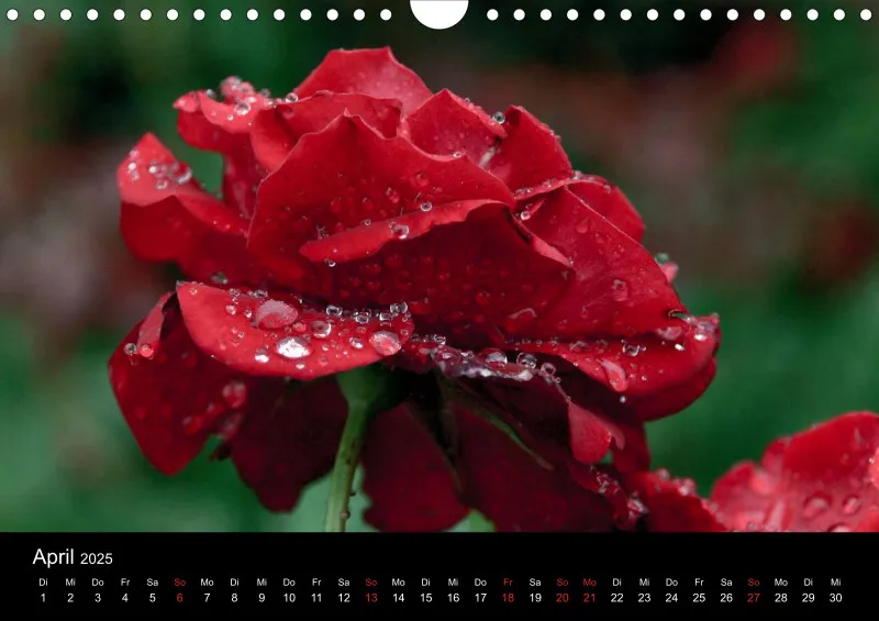 Rosen im Regen - A4 - 2025