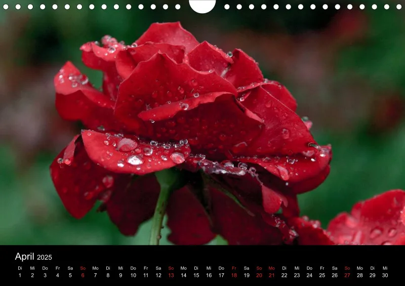 Rosen im Regen - A4 - 2025