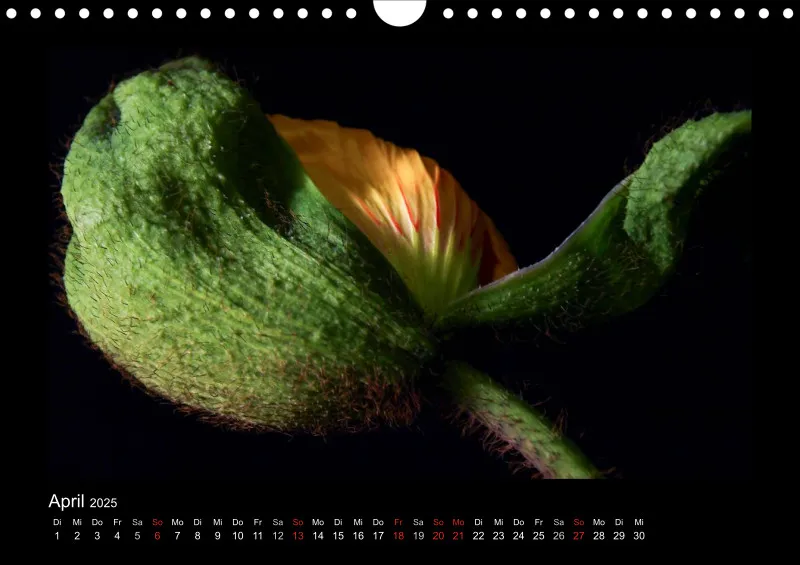 Mohn-(Träume) A 4 - 2025