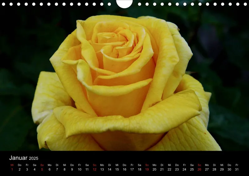 Rosen im Regen - A4 - 2025