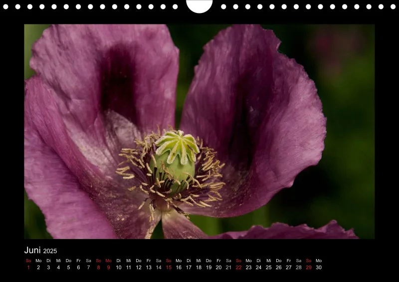 Mohn-(Träume) A 4 - 2025