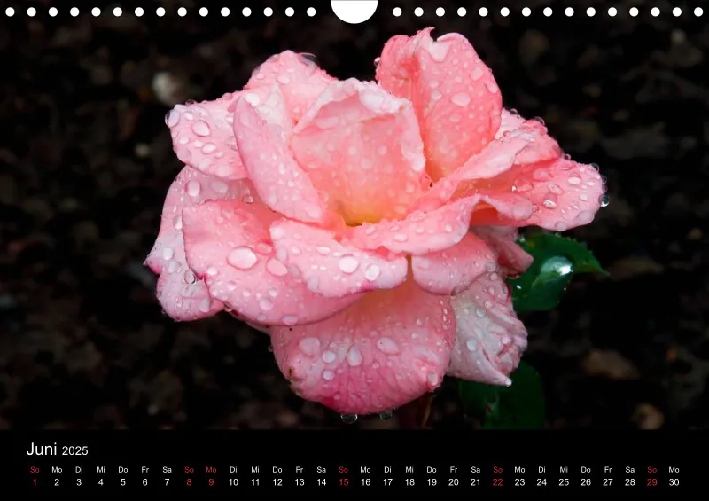 Rosen im Regen - A4 - 2025