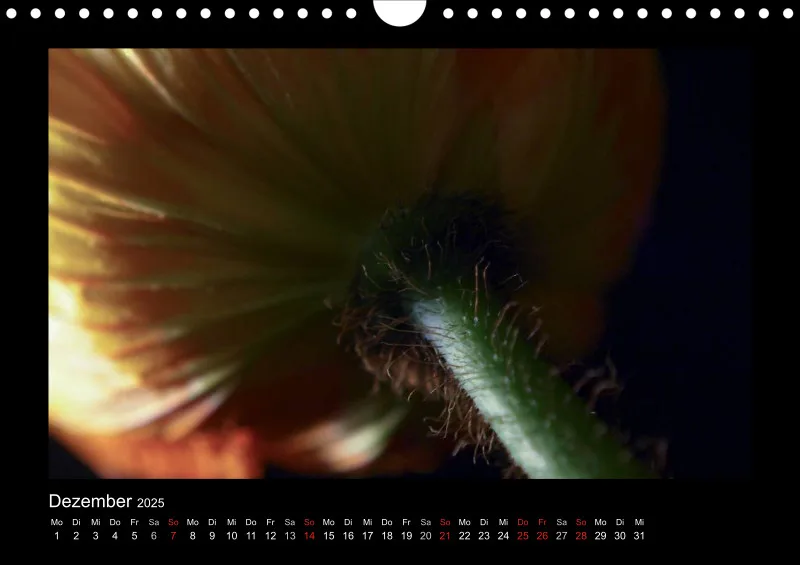 Mohn-(Träume) A 4 - 2025