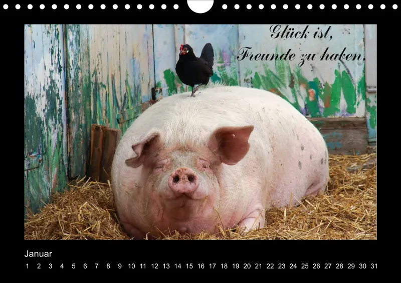 Postkartenkalender - immerwährend