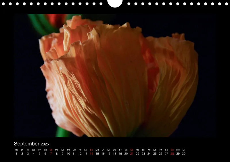 Mohn-(Träume) A 4 - 2025