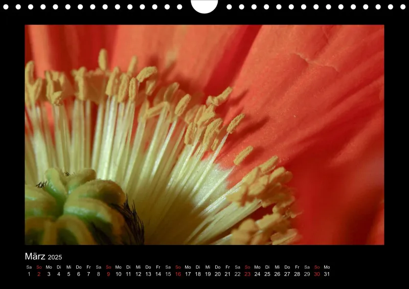 Mohn-(Träume) A 4 - 2025