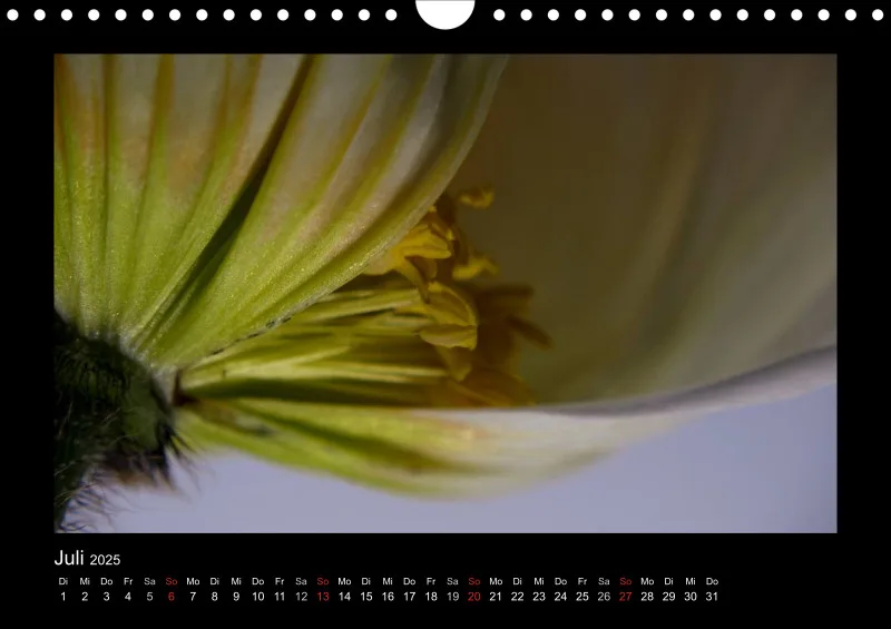 Mohn-(Träume) A 4 - 2025