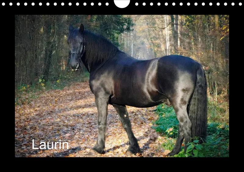 Laurin - der Friese - A4 - 2027