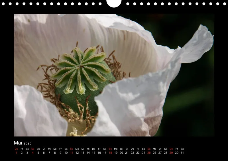Mohn-(Träume) A 4 - 2025