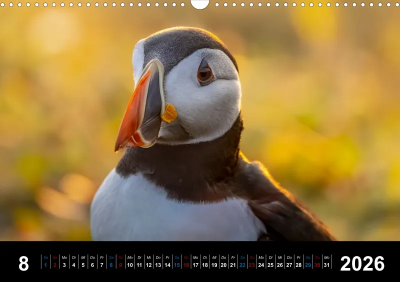 Puffins 2026