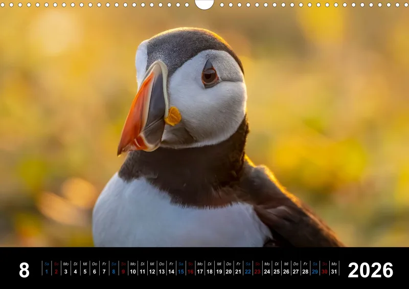 Puffins 2026