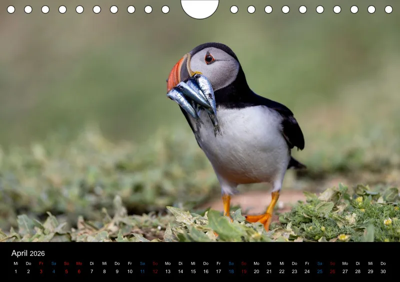 Puffins 2026