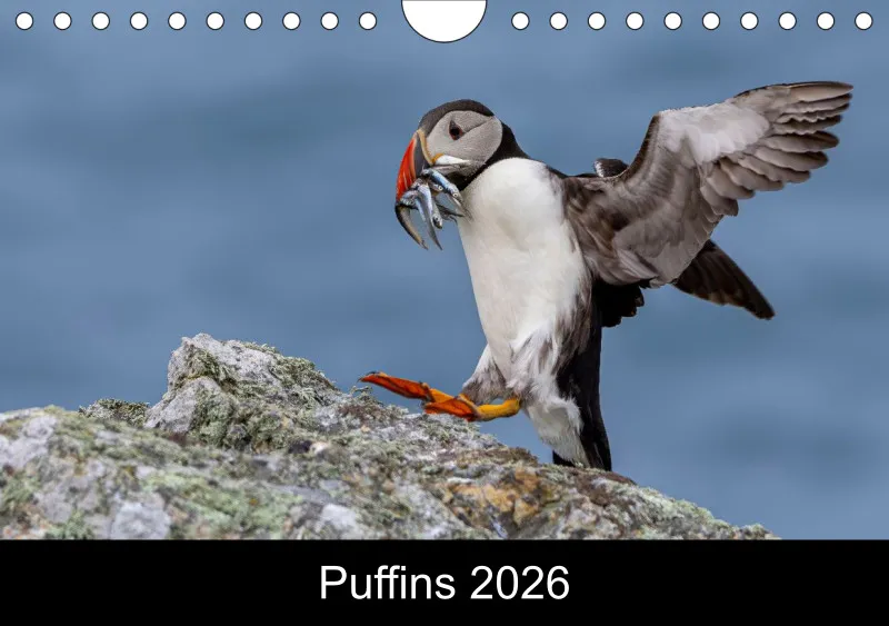 Puffins 2026