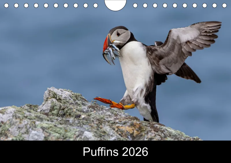 Puffins 2026