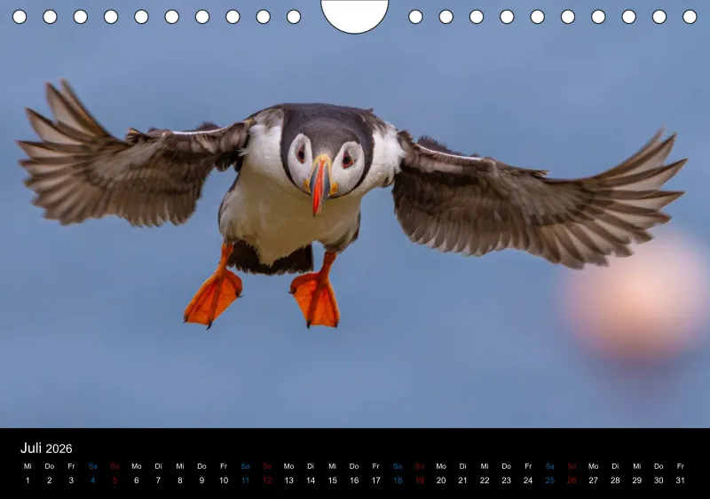Puffins 2026