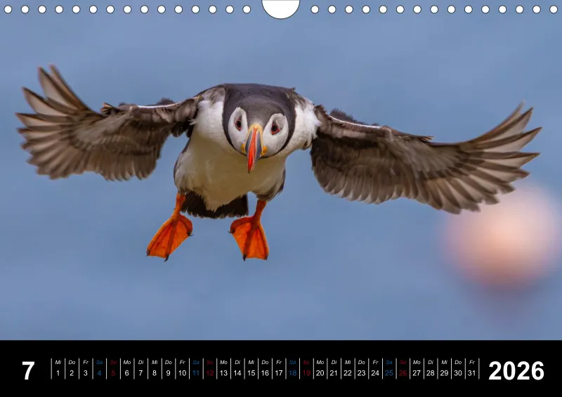 Puffins 2026