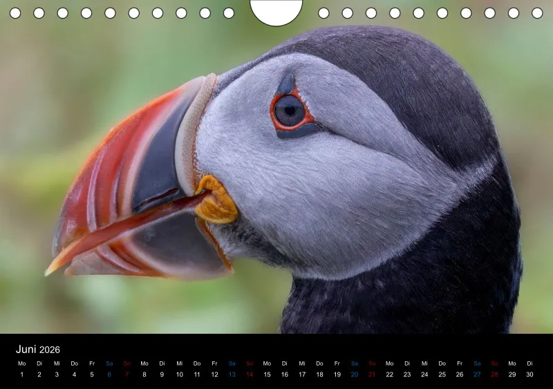 Puffins 2026