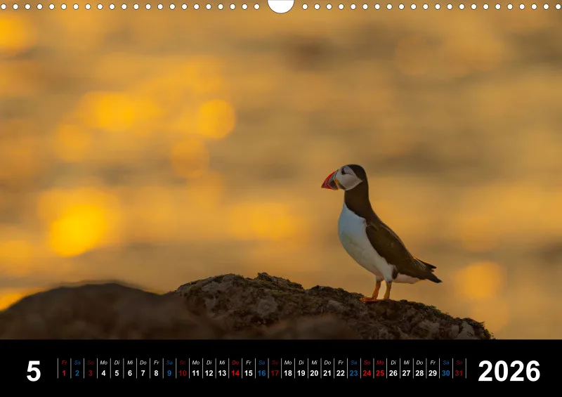 Puffins 2026