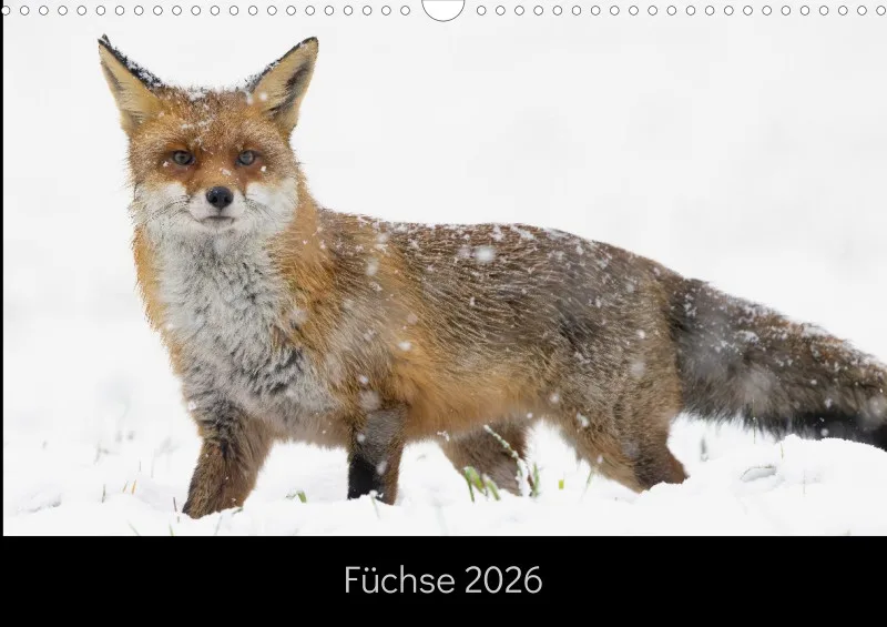 Füchse 2026