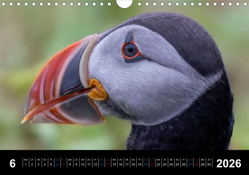 Puffins 2026