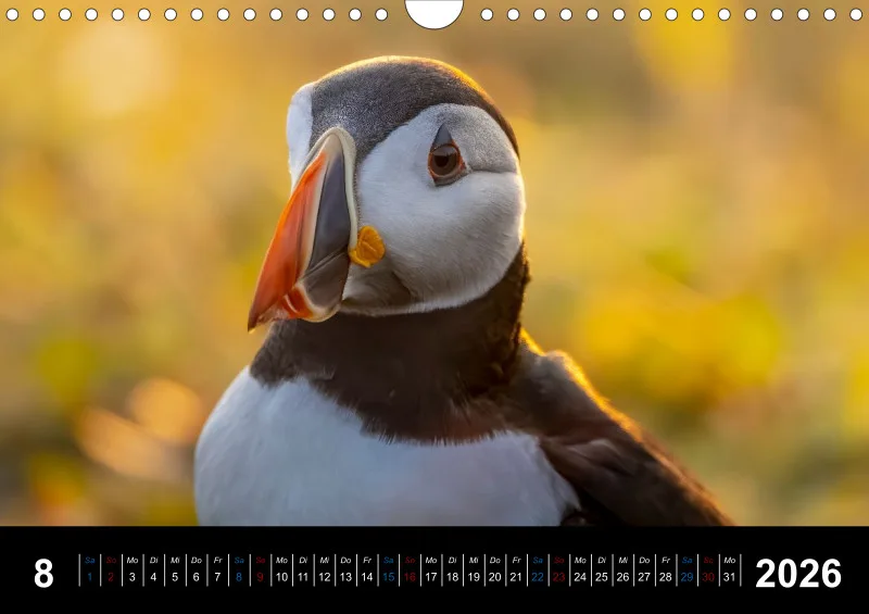 Puffins 2026