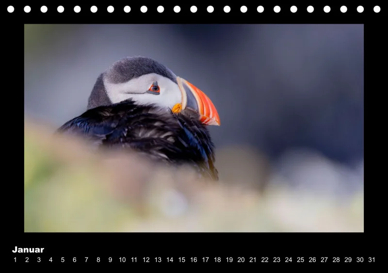 Puffins 2026 Tisch