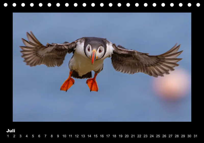 Puffins 2026 Tisch