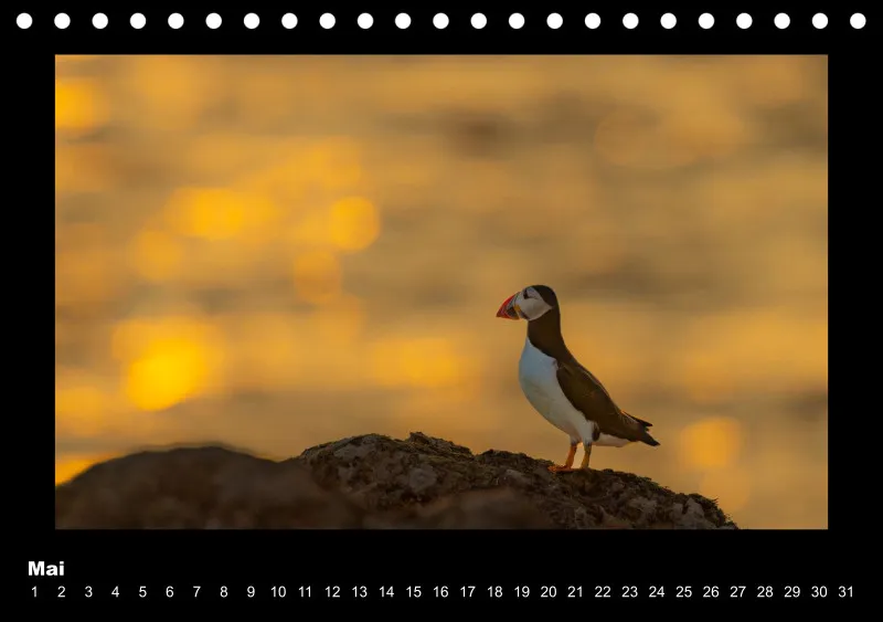 Puffins 2026 Tisch