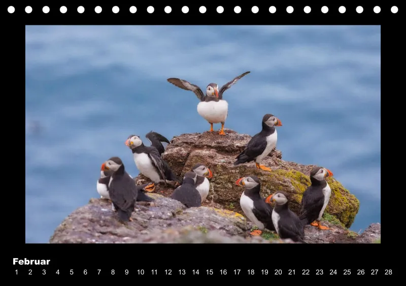 Puffins 2026 Tisch
