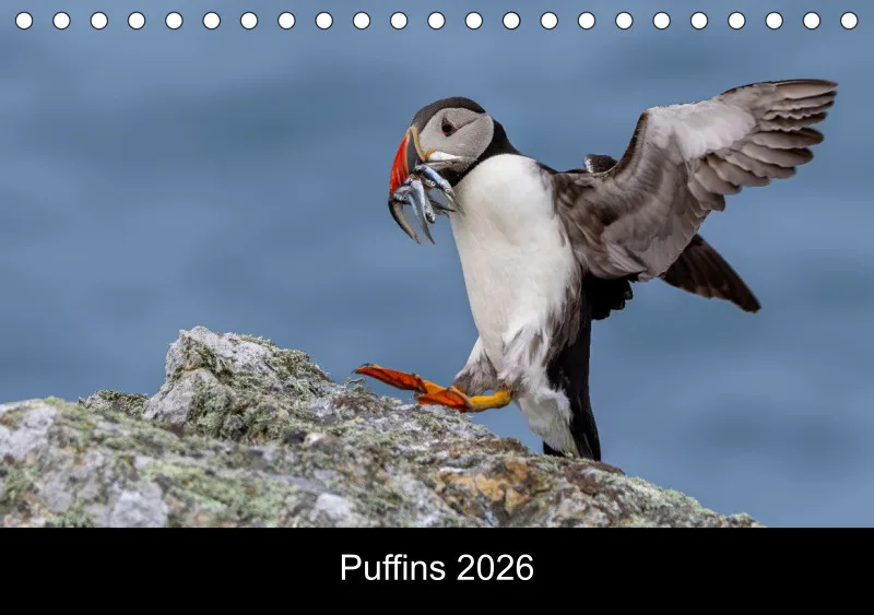 Puffins 2026 Tisch
