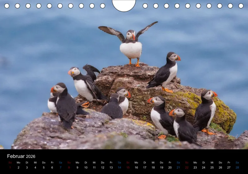 Puffins 2026