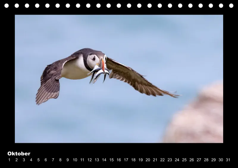 Puffins 2026 Tisch