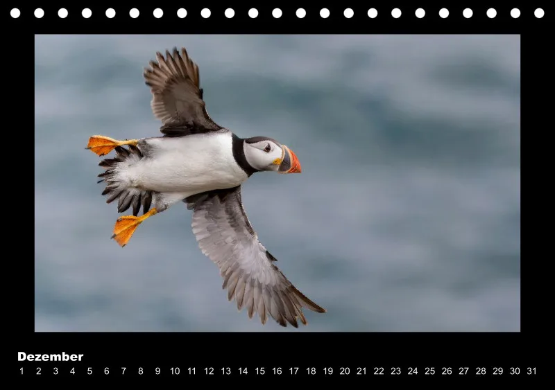 Puffins 2026 Tisch