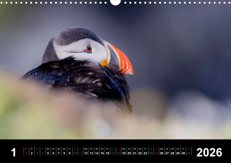 Puffins 2026