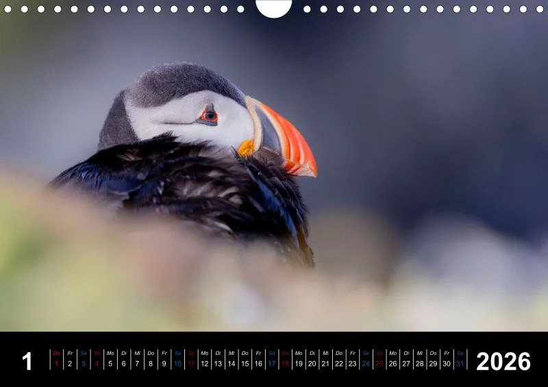 Puffins 2026