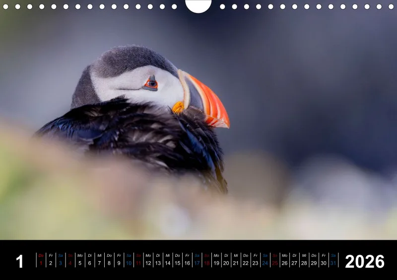 Puffins 2026