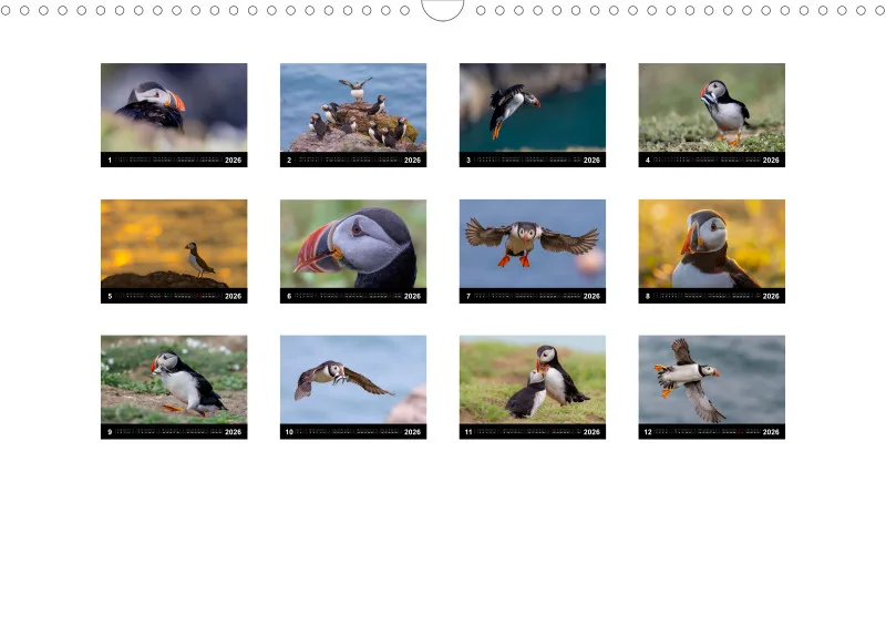 Puffins 2026