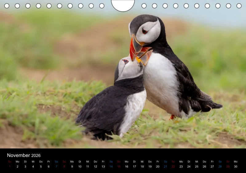 Puffins 2026