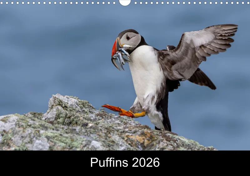 Puffins 2026