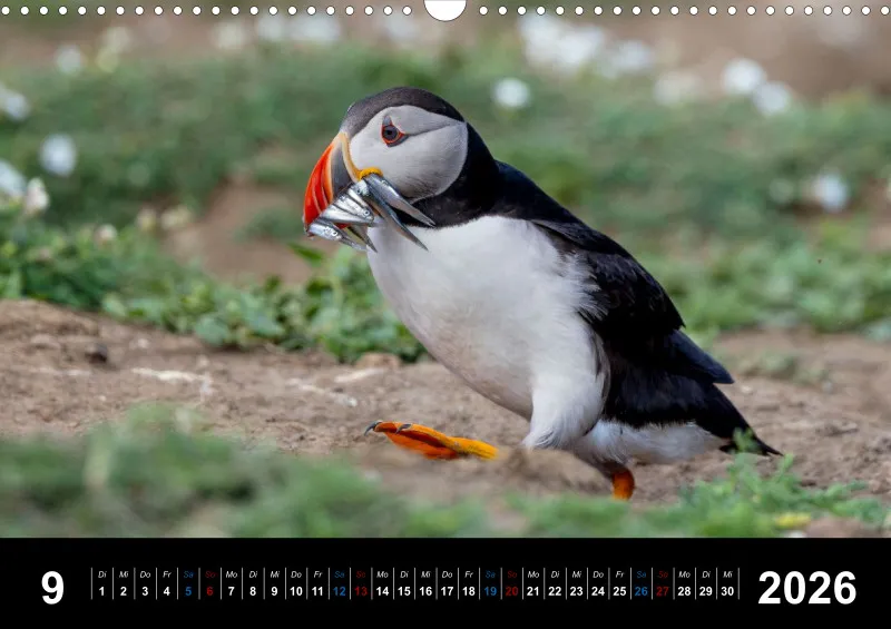 Puffins 2026