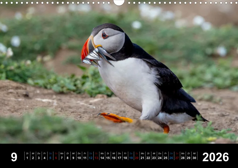 Puffins 2026